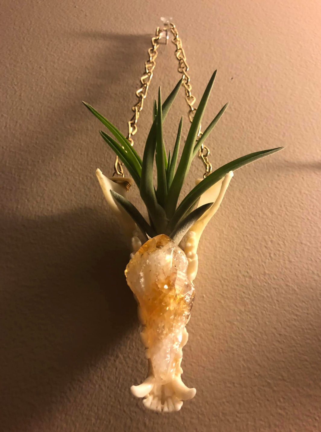 Mandible Air Plant Hangers