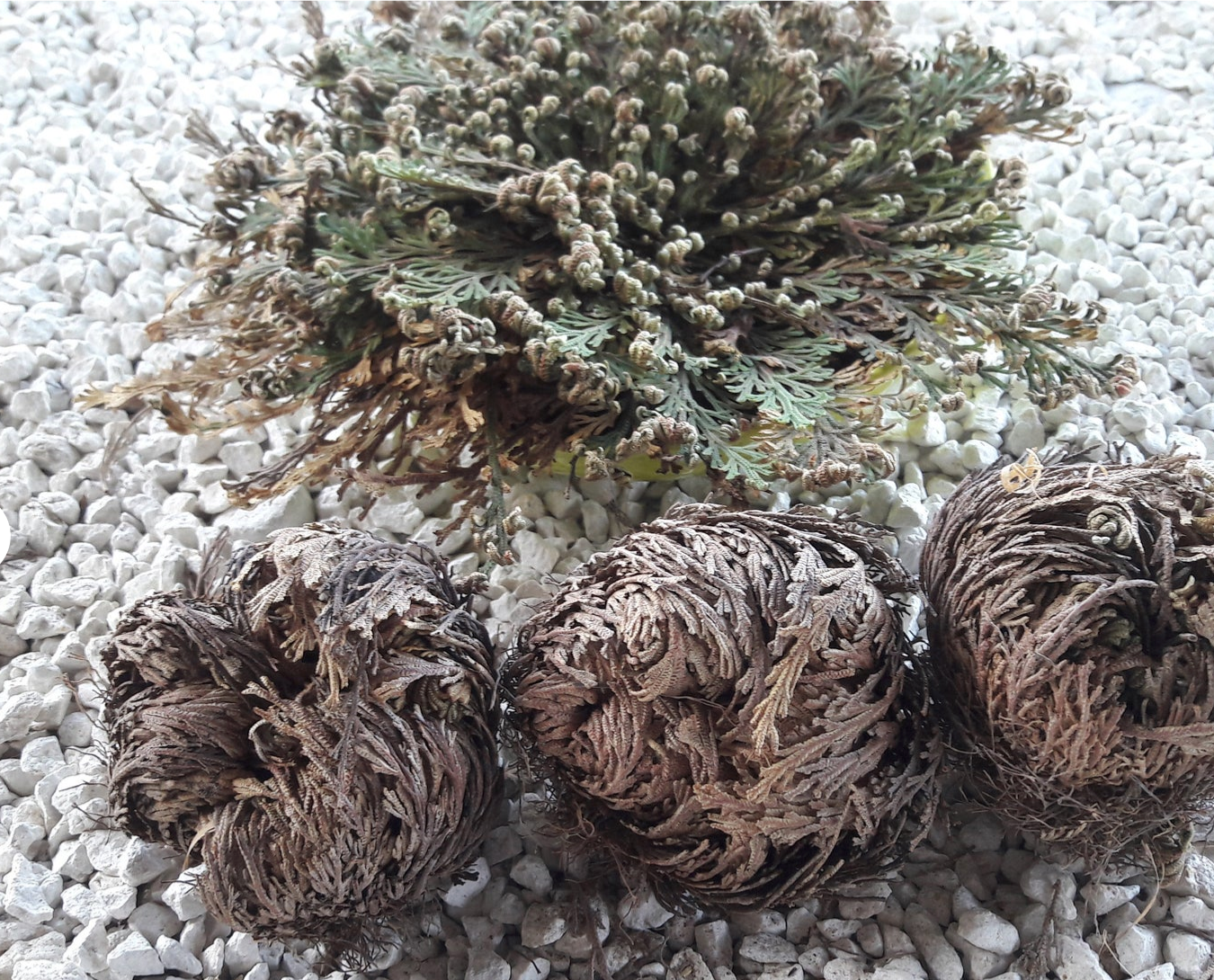 Rose of Jericho Resurrection Plant