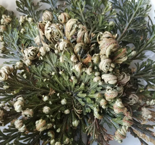 Rose of Jericho Resurrection Plant