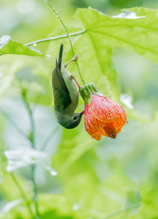 Eastern Hummingbird Skull (Fork-tailed sunbird)