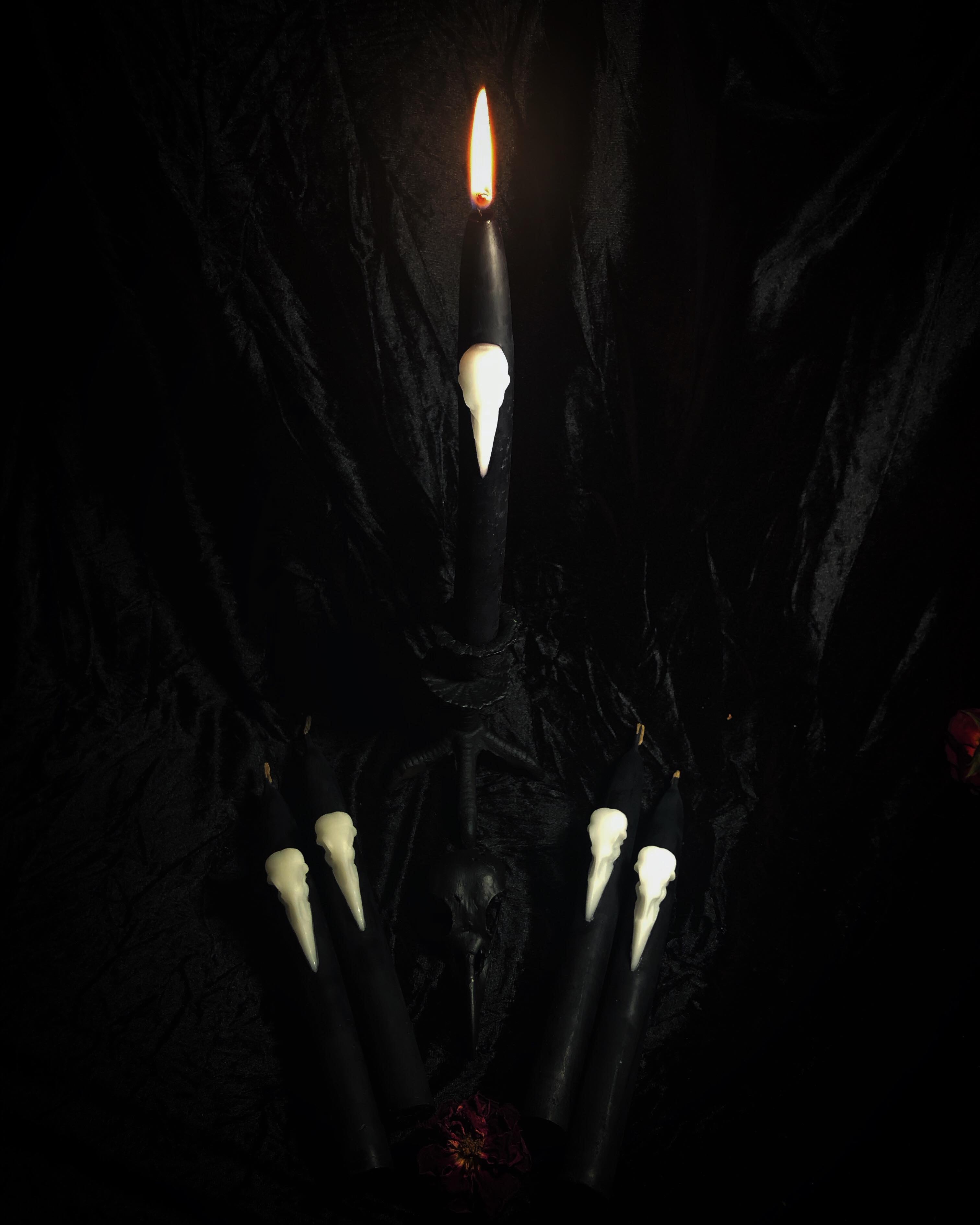 Corvid Collection – BlakByrd