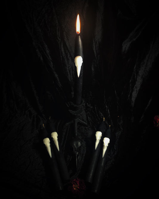 Crow Skull Taper
