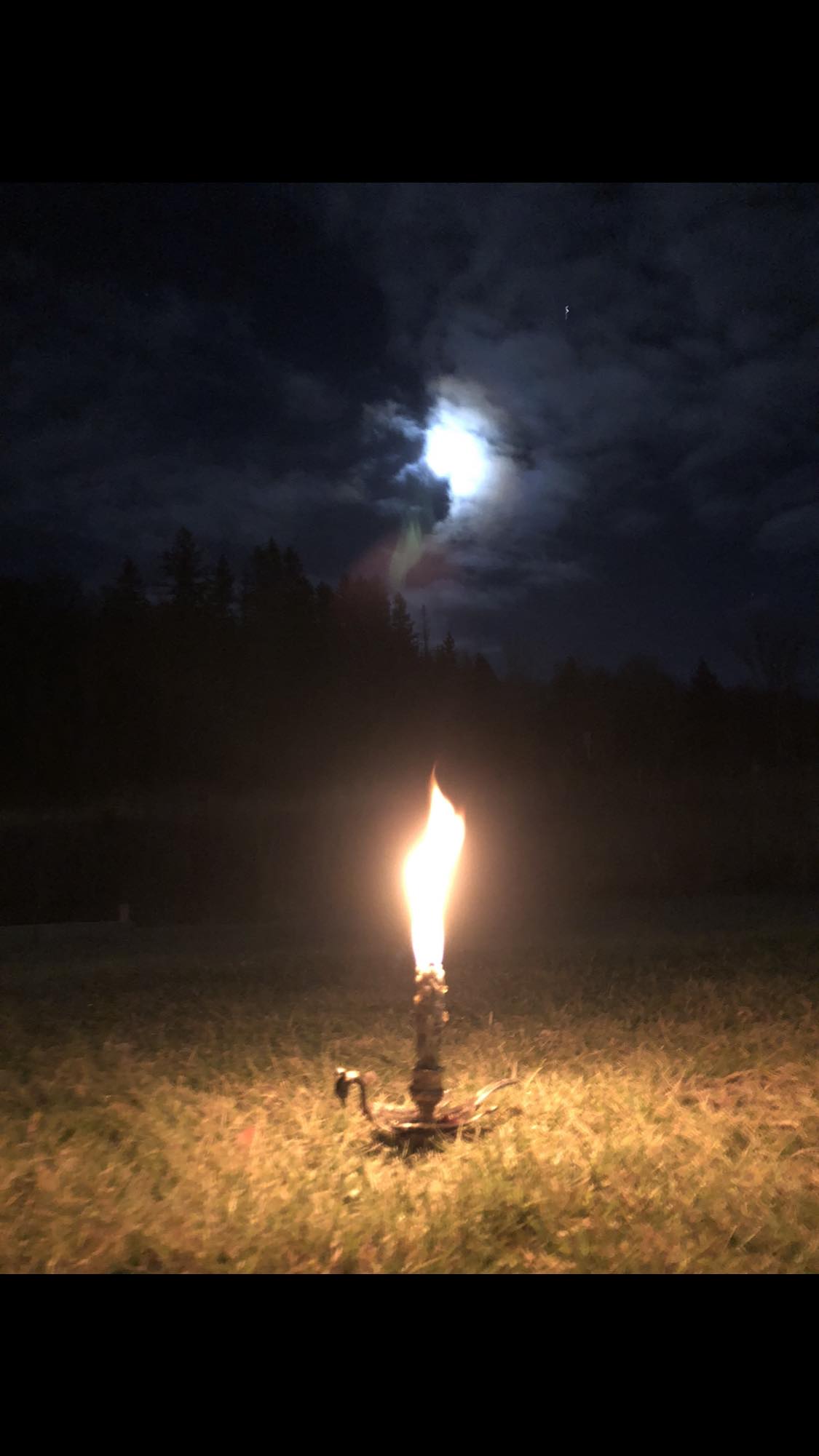 Witches Candle - Mullein Torch