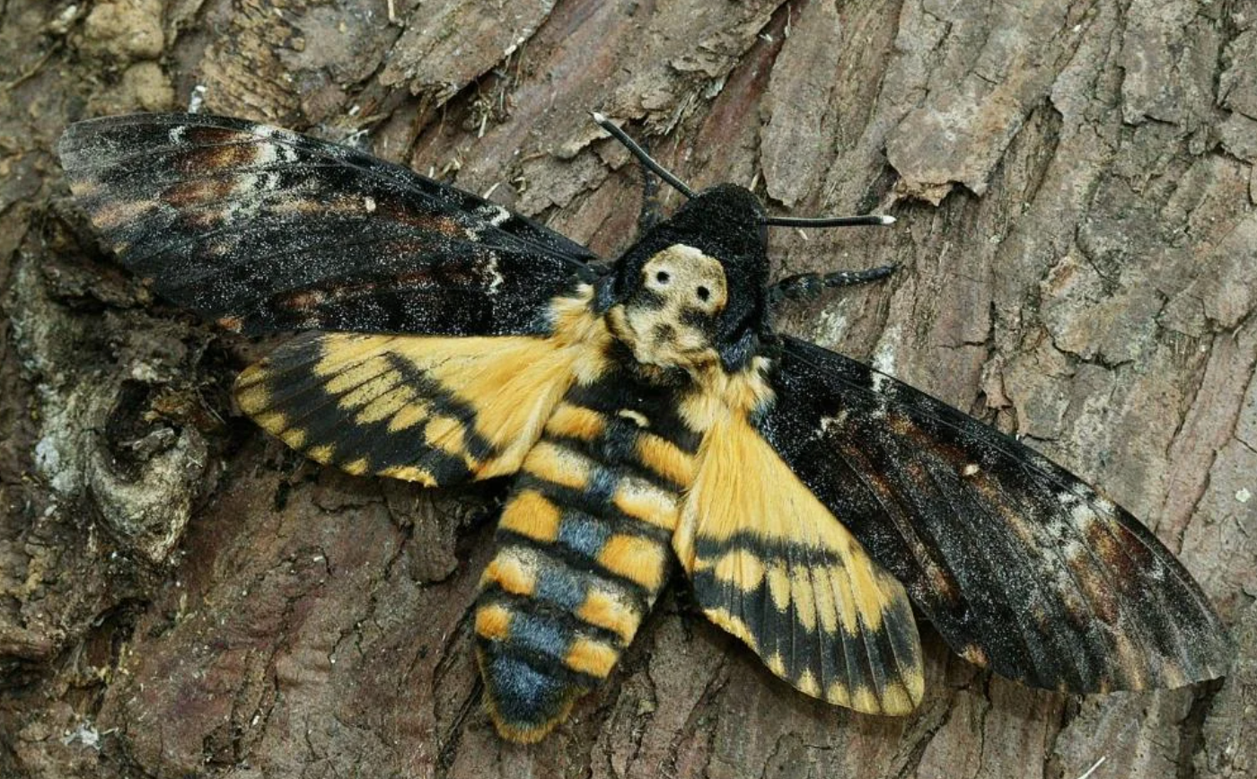 Death's Head HawkMoth Beeswax Candle - Altar Decor