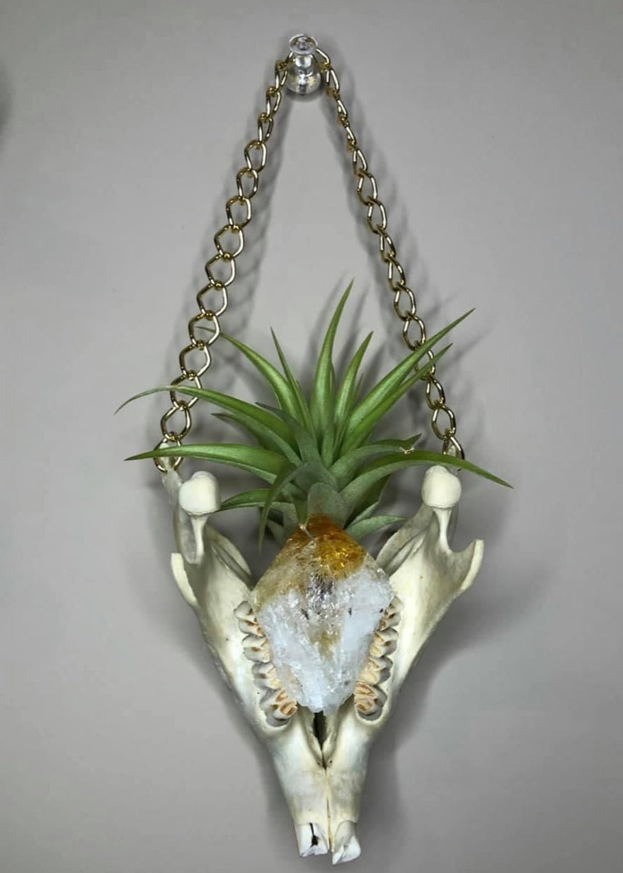 Mandible Air Plant Hangers