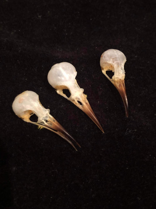 Eastern Hummingbird Skull (Fork-tailed sunbird)