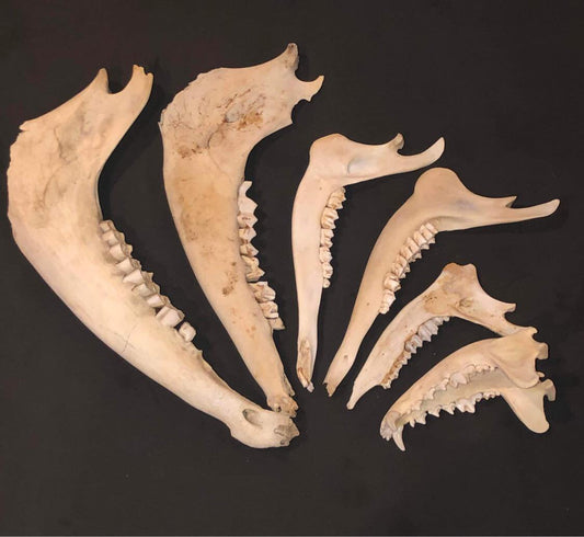 Mandibles (Jaw Bone)