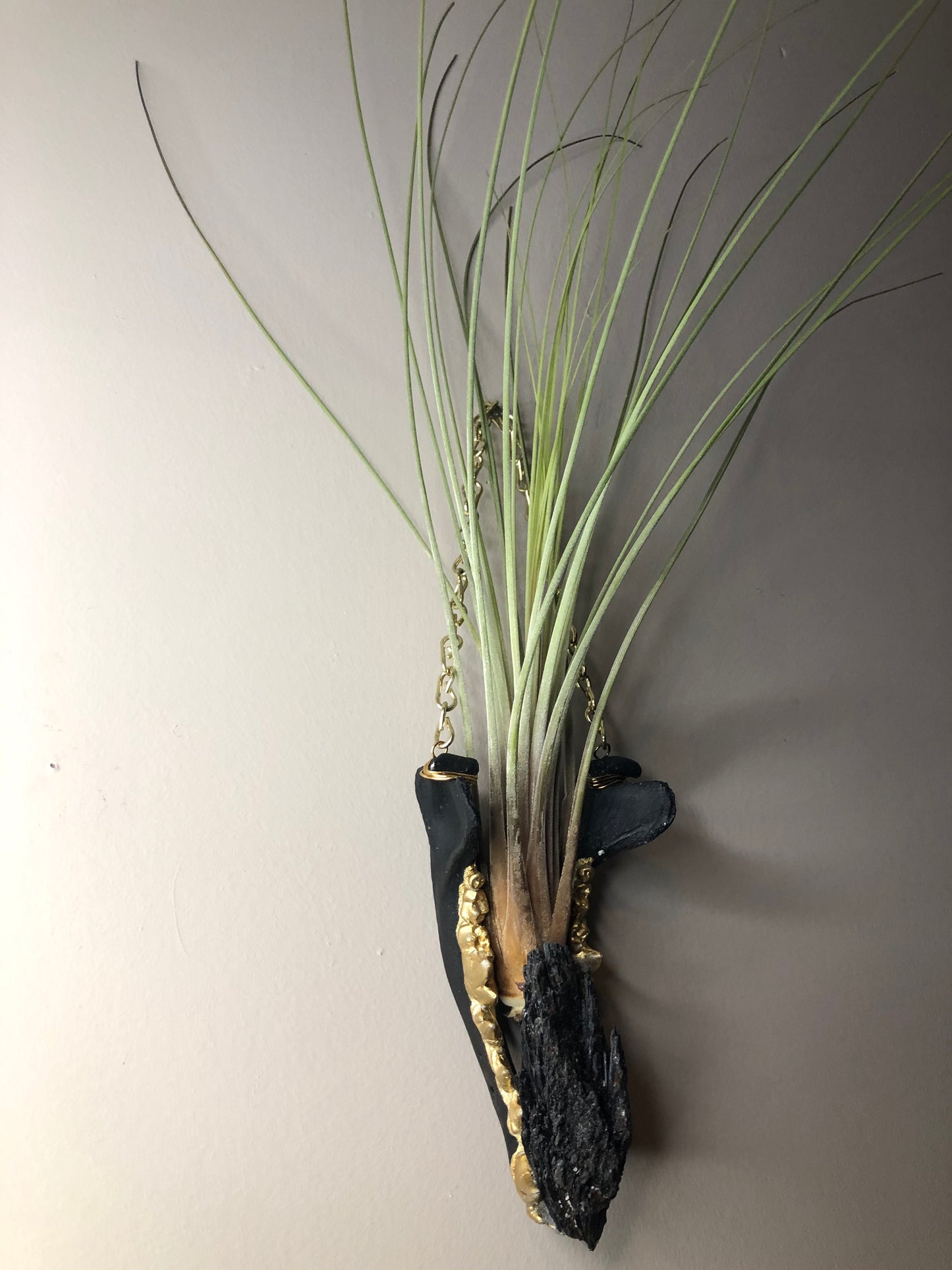 Mandible Air Plant Hangers