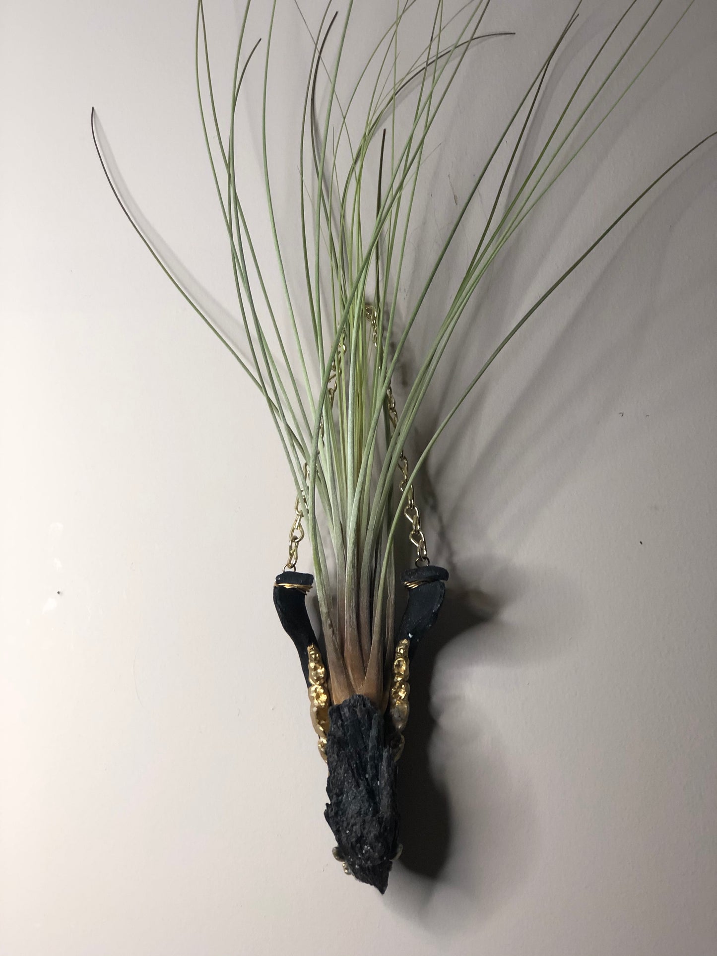 Mandible Air Plant Hangers