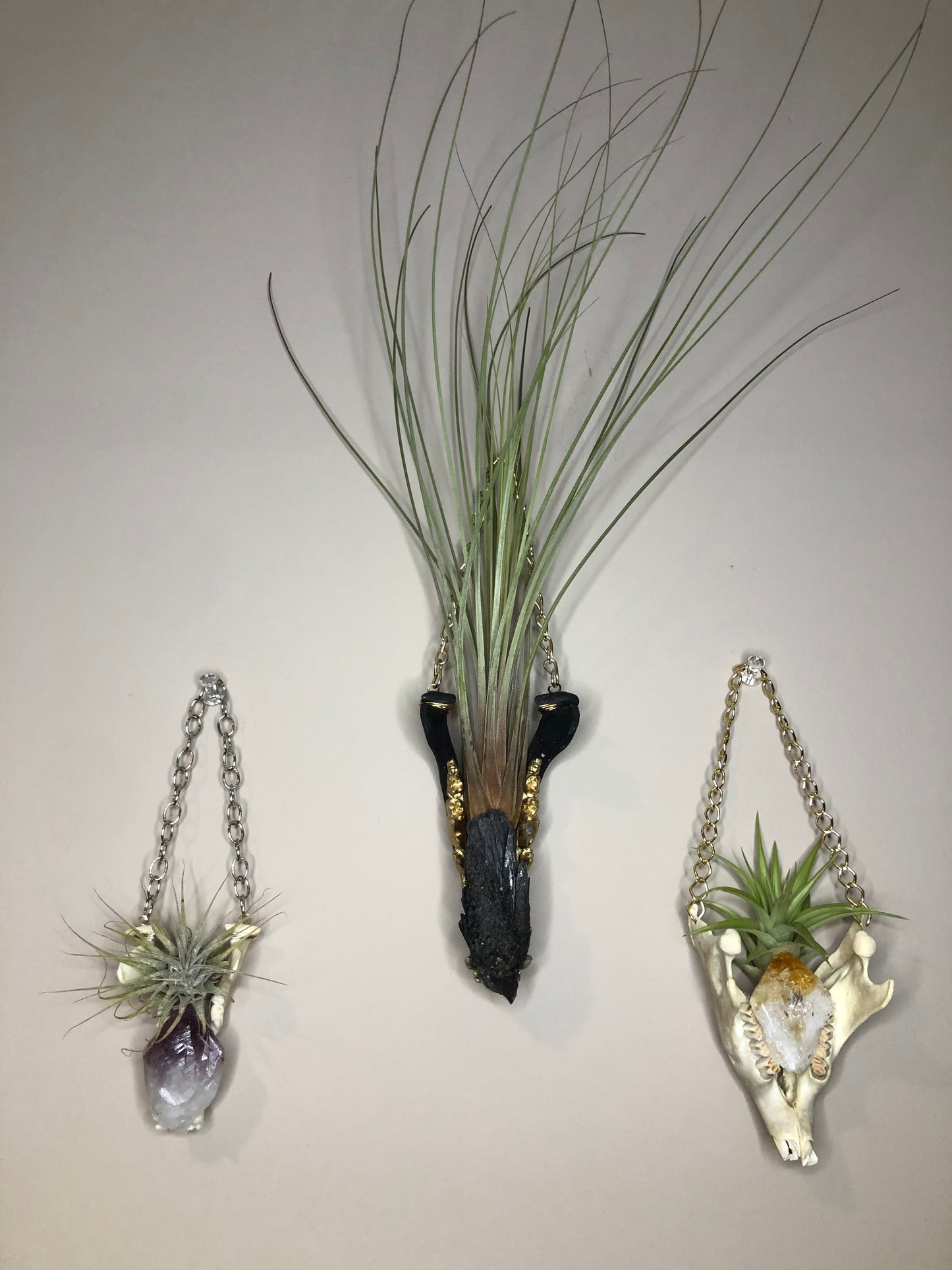 Mandible Air Plant Hangers