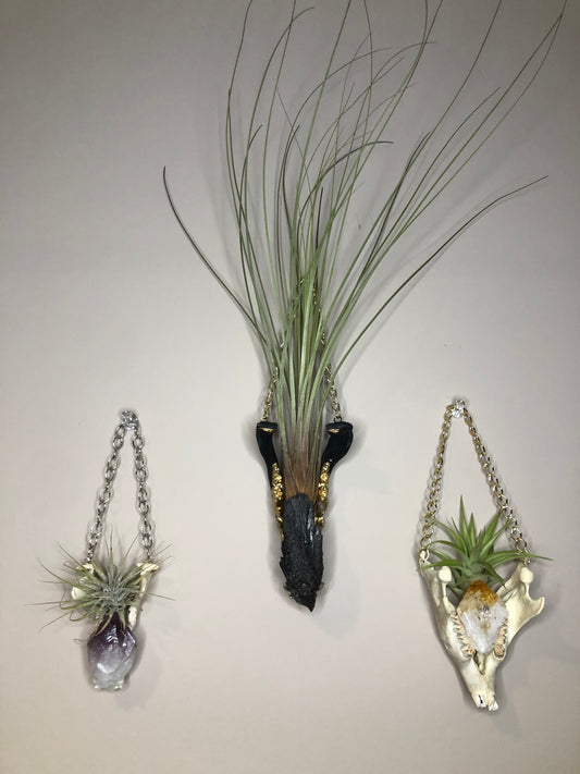 Mandible Air Plant Hangers