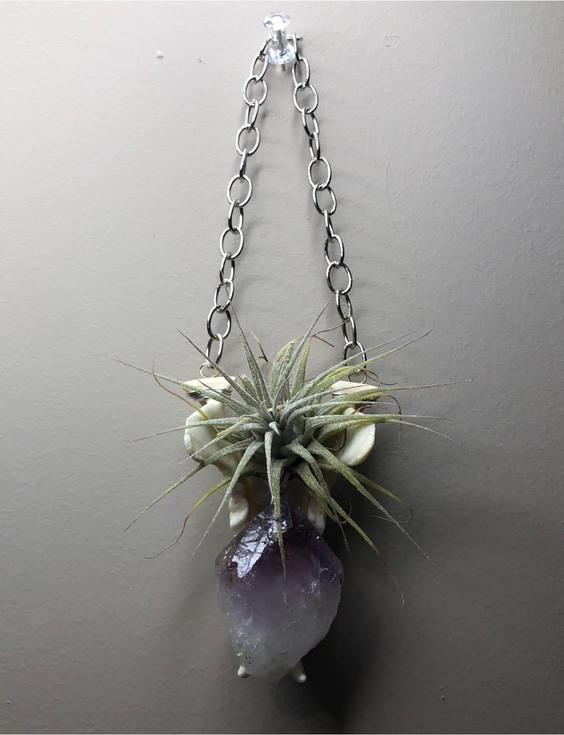 Mandible Air Plant Hangers