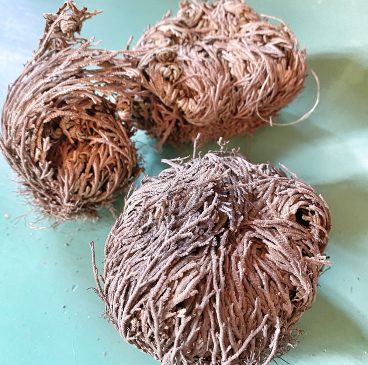 Rose of Jericho Resurrection Plant