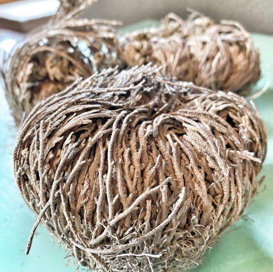 Rose of Jericho Resurrection Plant