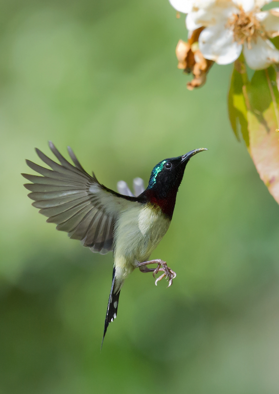 Eastern Hummingbird Skull (Fork-tailed sunbird)
